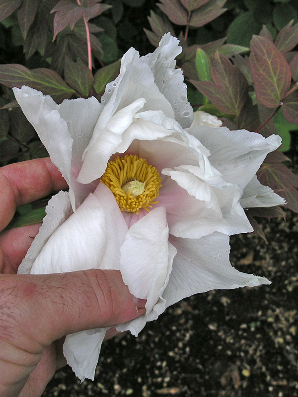 Paeonia suffruticosa Hakugan -flower.jpg